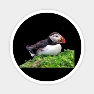 Puffin Magnet